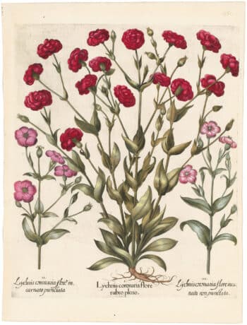 Besler Deluxe Ed. Pl. 251, Crimson double-flowered mullein pink, et al