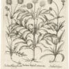 Besler Deluxe Ed. Pl. 257, Alpine cephalaria, Crowned scabiosa, et al