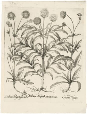 Besler Deluxe Ed. Pl. 257, Alpine cephalaria, Crowned scabiosa, et al