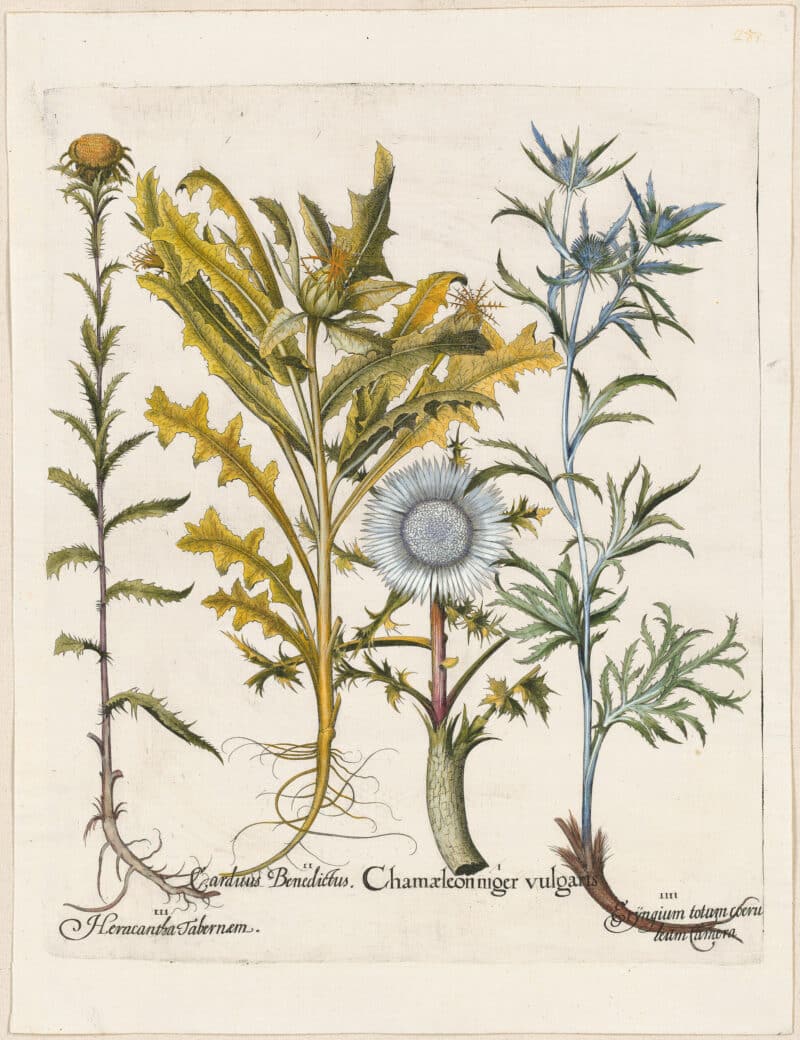 Besler Deluxe Ed. Pl. 281, Large alpine carlina, Blessed thistle, Small blue sea holly