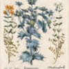 Besler Deluxe Ed. Pl. 282, Sea holly, Yellow helianthemum, White helianthemum