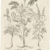 Besler Deluxe Ed. Pl. 295, French honetsuckle, Common sainfoin, Feather geranium