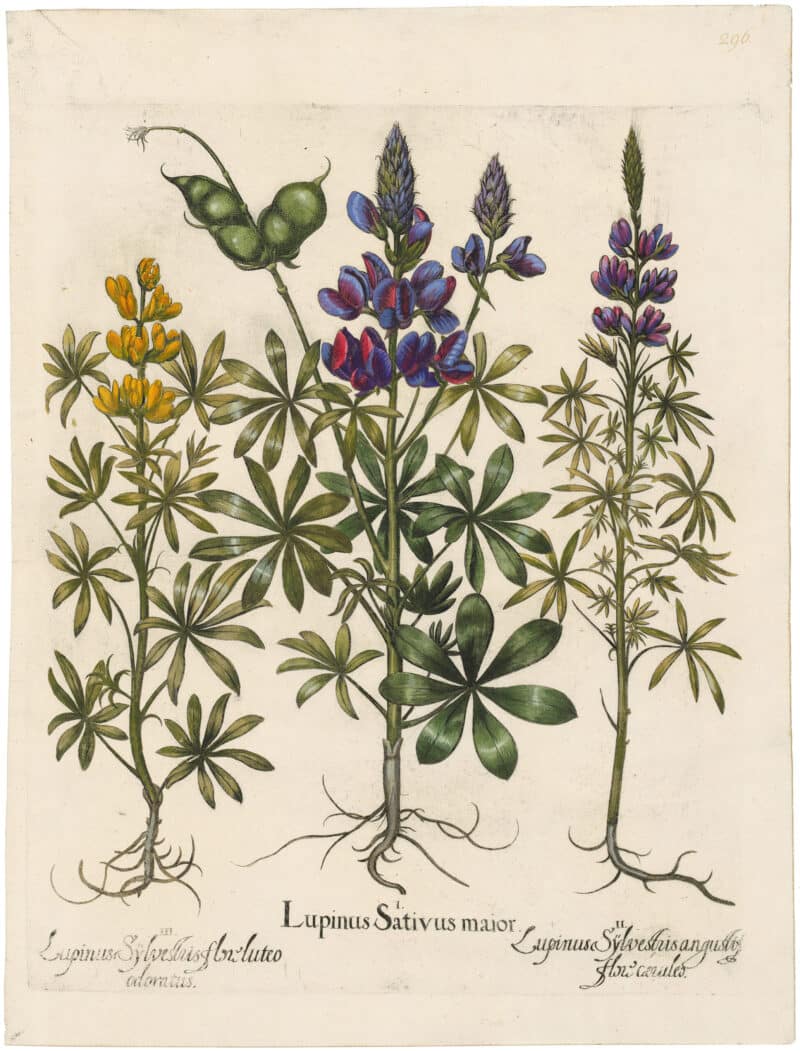Besler Deluxe Ed. Pl. 296, Blue lupine, Narrow-leaved wild blue lupine, Yellow lupine