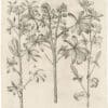 Besler Deluxe Ed. Pl. 297, White lupine, White lupine, Crimson lotus
