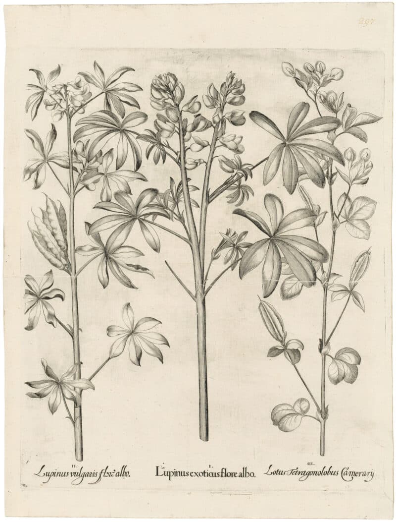 Besler Deluxe Ed. Pl. 297, White lupine, White lupine, Crimson lotus