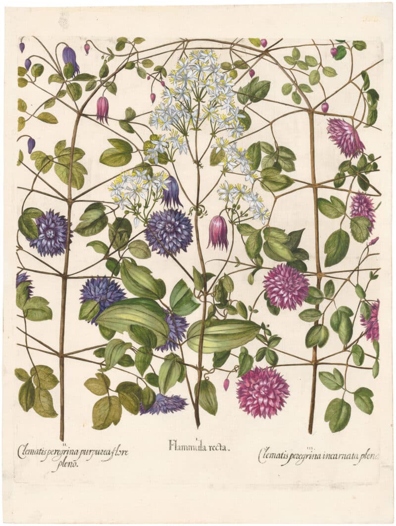 Besler Deluxe Ed. Pl. 303, Erect clematis, Lavender double-flowered hort clematis