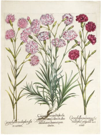 Besler Deluxe Ed. Pl. 309, Florist's carnations, Grass pink