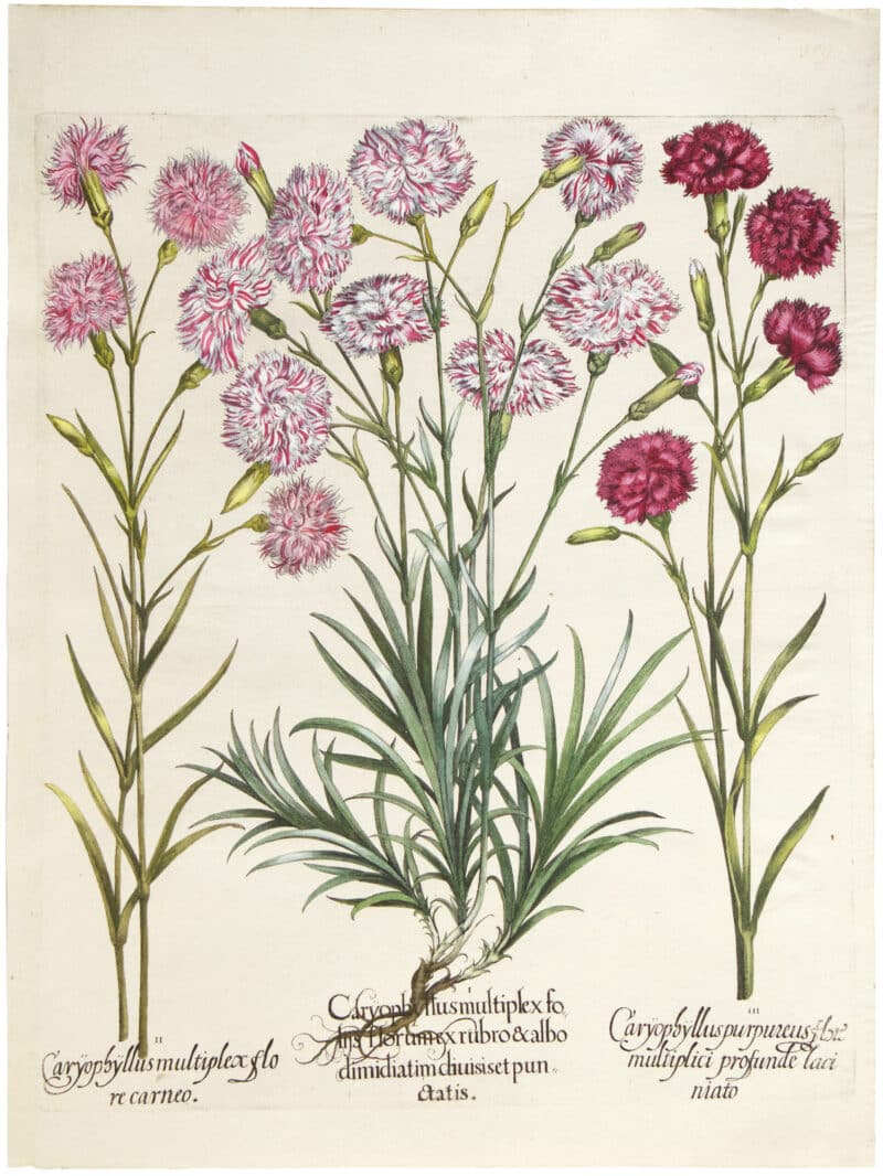 Besler Deluxe Ed. Pl. 309, Florist's carnations, Grass pink