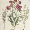 Besler Deluxe Ed. Pl. 311, Florist's carnation, White-flowered thyme, Lavender cotton