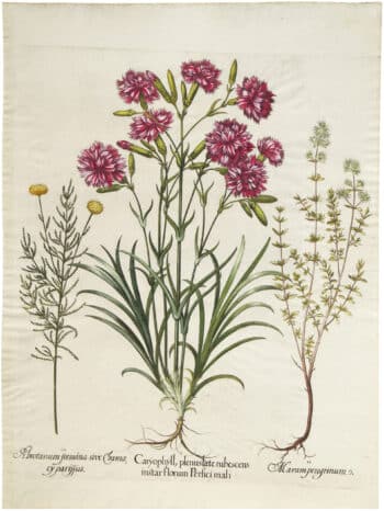 Besler Deluxe Ed. Pl. 311, Florist's carnation, White-flowered thyme, Lavender cotton