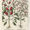Besler Deluxe Ed. Pl. 326, Small red pepper with erect fruit, Large sweet red pepper