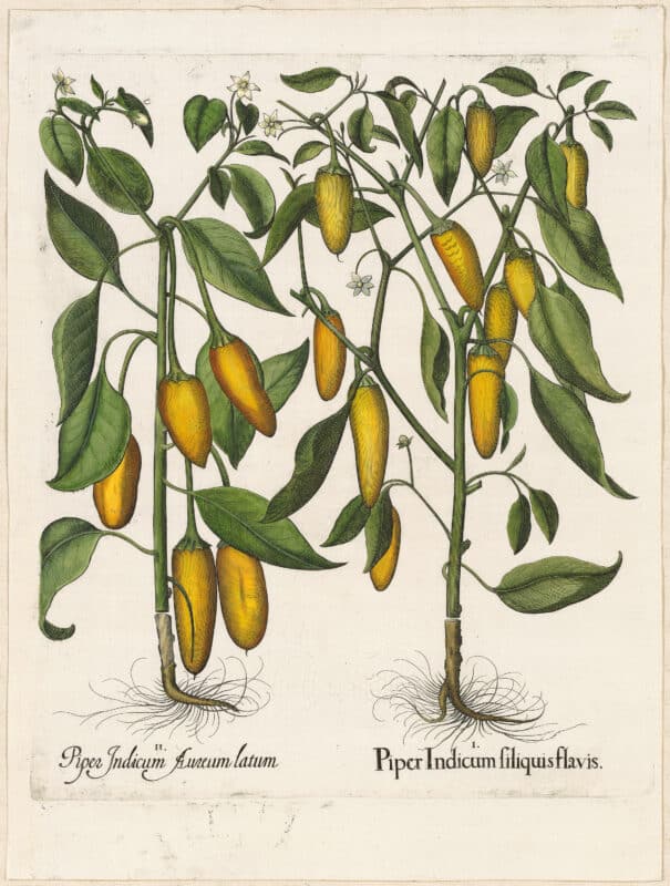 Besler Deluxe Ed. Pl. 327, Red peppers with long, yellow, nodding fruit