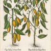 Besler Deluxe Ed. Pl. 327, Red peppers with long, yellow, nodding fruit