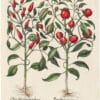 Besler Deluxe Ed. Pl. 329, Red pepper with erect fruit