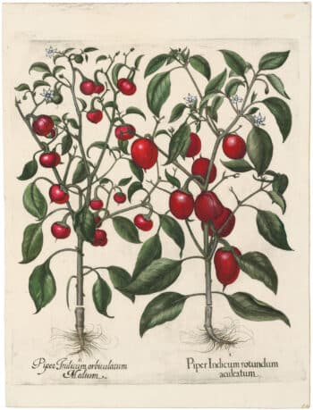 Besler Deluxe Ed. Pl. 330, Red pepper with both erect and nodding, apiculate fruit