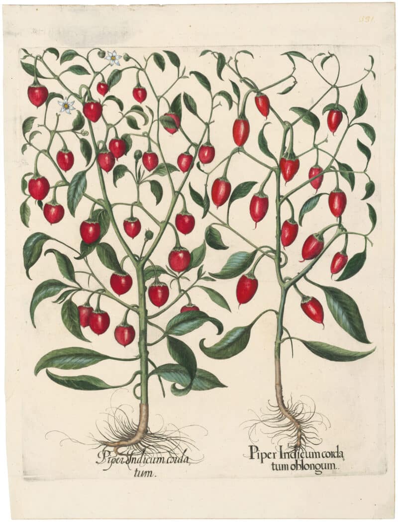Besler Deluxe Ed. Pl. 331, Red Peppers with Nodding apiculate, ribbed fruit