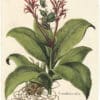 Besler Deluxe Ed. Pl. 332, Red canna