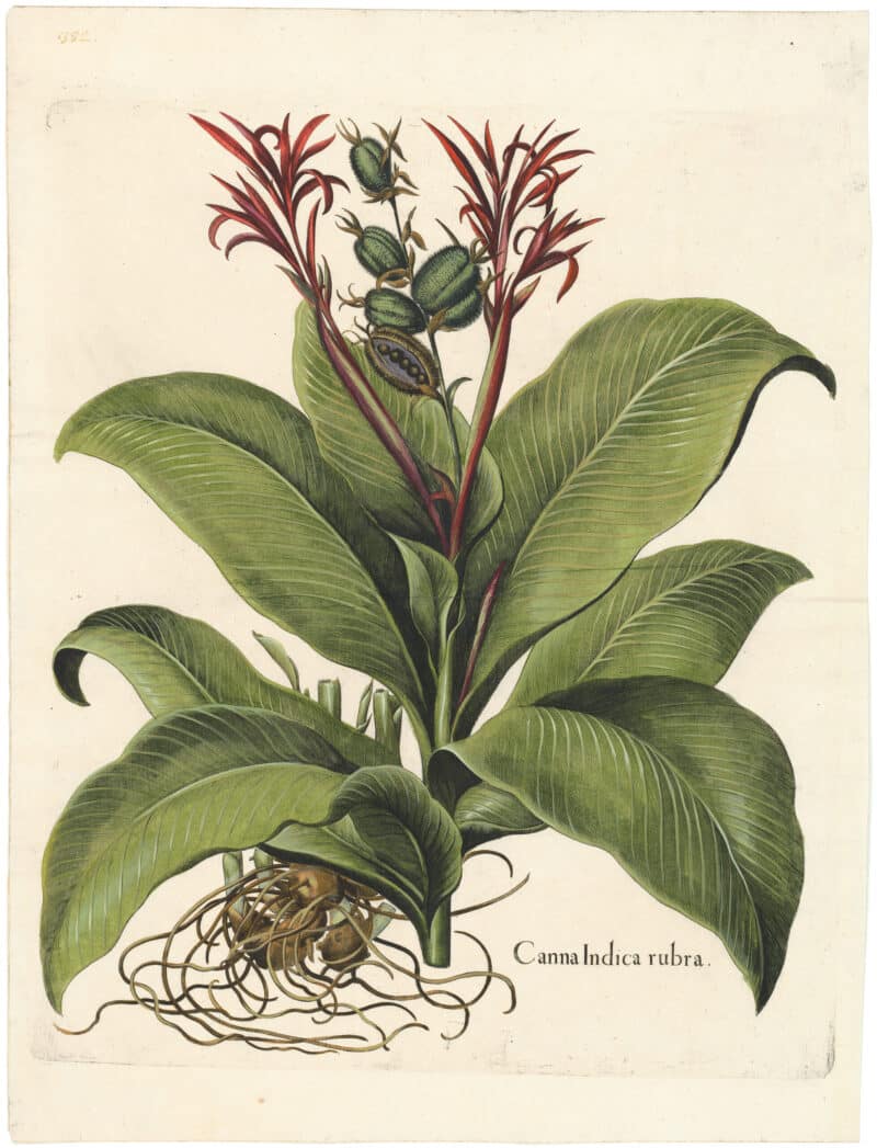 Besler Deluxe Ed. Pl. 332, Red canna