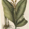 Besler Deluxe Ed. Pl. 333, Yellow canna