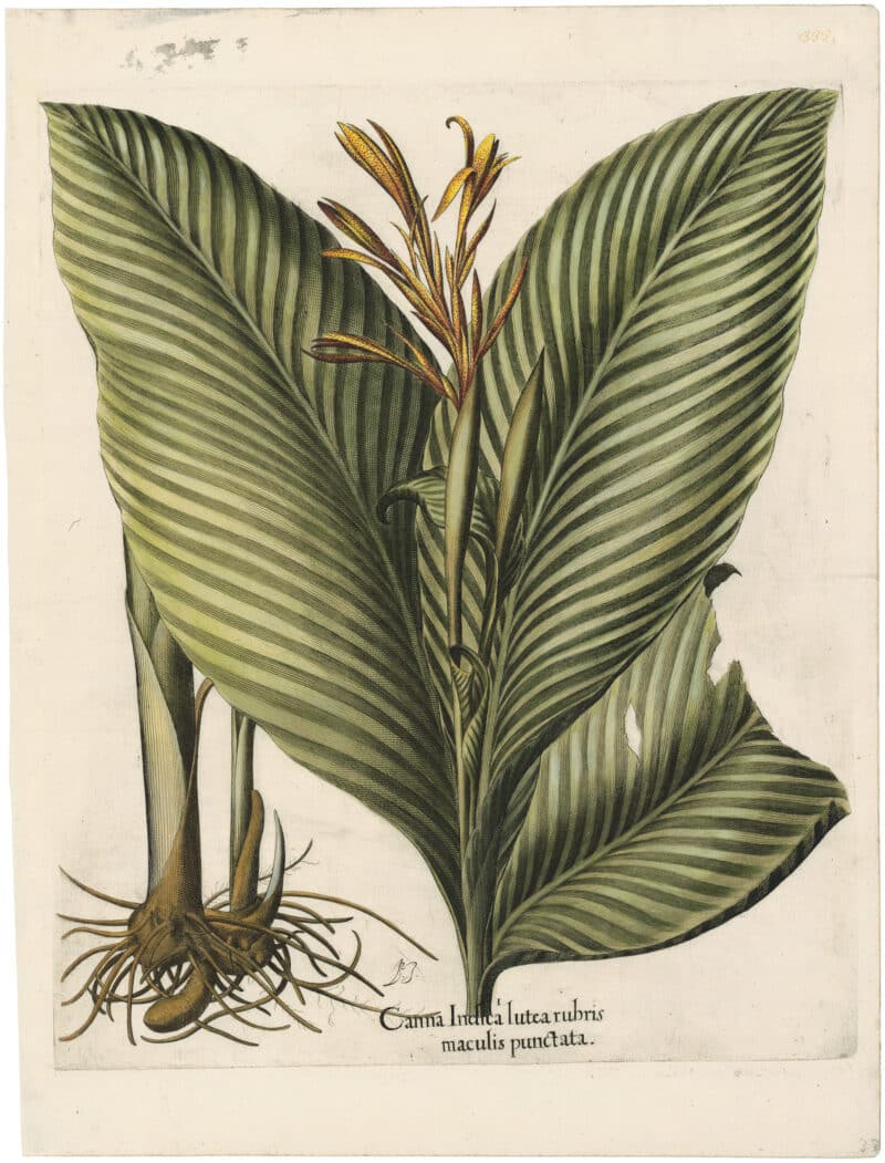 Besler Deluxe Ed. Pl. 333, Yellow canna