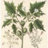 Besler Deluxe Ed. Pl. 343, Jimsonweed (thorn apple) , Germander, Purple linaria