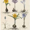 Besler Deluxe Ed. Pl. 349, Winter daffodil, Autumn squill, Meadow saffron, et al