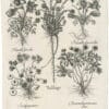 Besler Deluxe Ed. Pl. 366, Coltsfoot, Pasqueflower, Spring anemone, et al