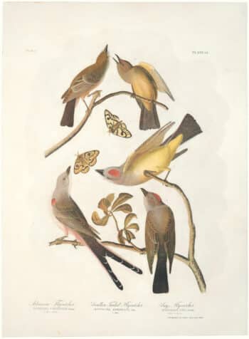 Audubon Bien Ed. Pl. 54 Arkansaw, Swallow-tail Flycatcher & pl.55 Pipiry Fly.