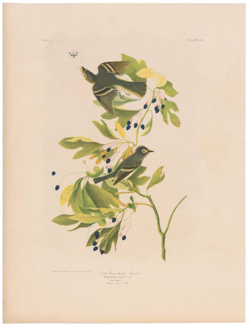 Audubon Bien Ed. Pl. 62 Small Green Crested Flycatcher & Pl. 63 Wood Pewee