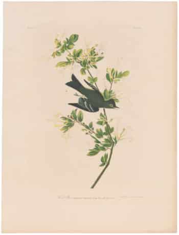Audubon Bien Ed. Pl. 62 Small Green Crested Flycatcher (half-sheet)