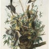 Audubon Bien Ed. Pl. 138, Mockingbird