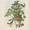 Audubon Bien Ed. Pl. 204 Blue Grosbeak