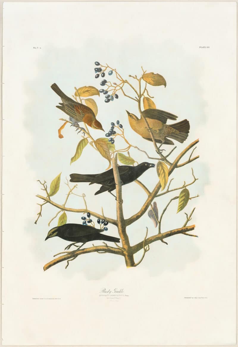 Audubon Bien Ed. Pl. 222 Rusty Grakle