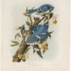 Audubon Bien Ed. Pl. 231 Blue Jay