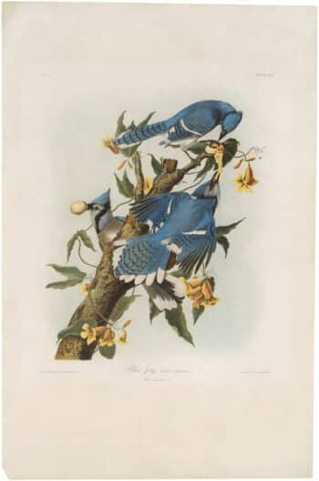 Audubon Bien Ed. Pl. 231 Blue Jay