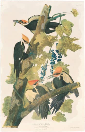 Audubon Bien Ed. Pl. 257 Pileated Woodpecker