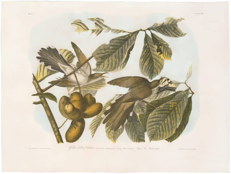 Audubon Bien Ed. Pl. 275, Yellow-billed Cuckoo