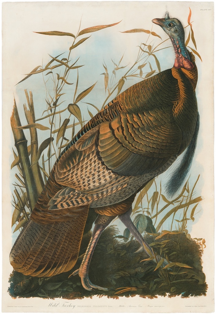 Audubon Bien Ed. Pl. 287, Wild Turkey