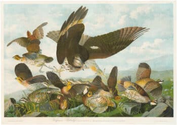 Audubon Bien Ed. Pl. 289, Virginian Partridge