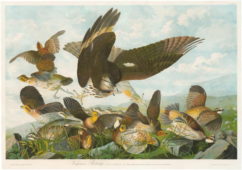 Audubon Bien Ed. Pl. 289, Virginian Partridge