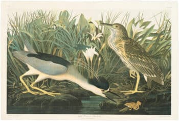 Audubon Bien Ed. Pl. 363 Night Heron