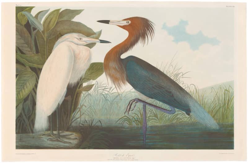 Audubon Bien Ed. Pl. 371, Reddish Egret