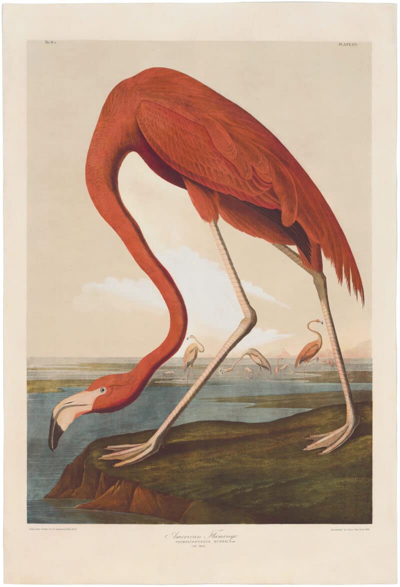 Audubon Bien Ed. Pl. 375 American Flamingo