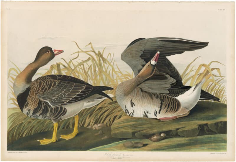 Audubon Bien Ed. Pl. 380 White-fronted Goose