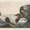Audubon Bien Ed. Pl. 395 Canvas-backed Duck