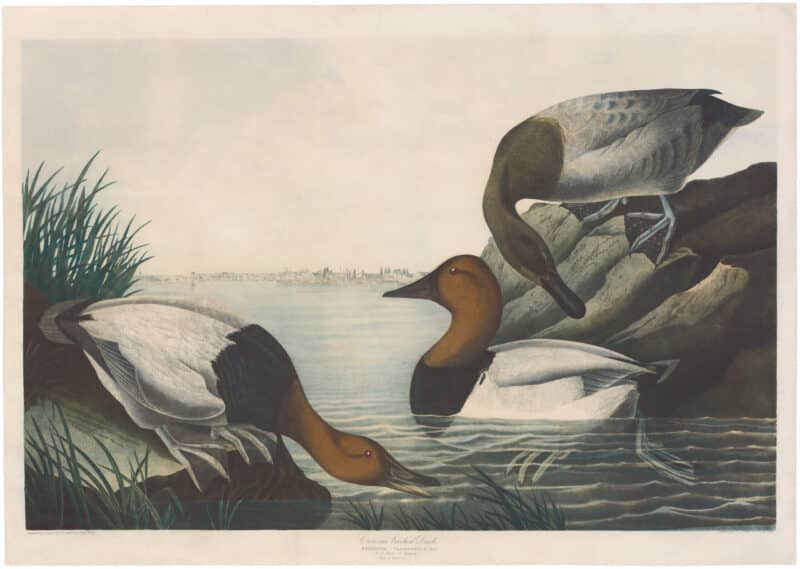 Audubon Bien Ed. Pl. 395 Canvas-backed Duck