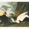 Audubon Bien Ed. Pl. 405 Eider Duck