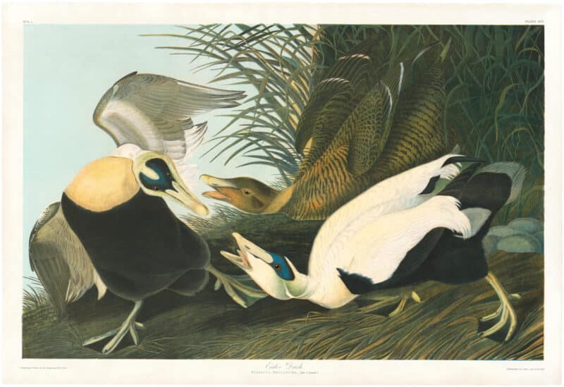 Audubon Bien Ed. Pl. 405 Eider Duck