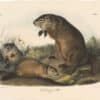 Audubon Bowen Ed. Pl. 2, Maryland Marmot, Woodchuck, Groundhog