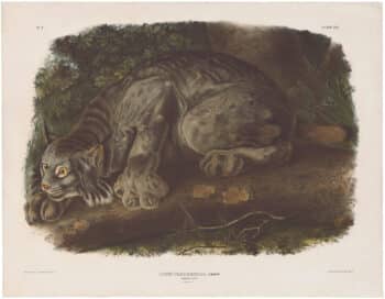 Audubon Bowen Ed. Pl. 16, Canada Lynx